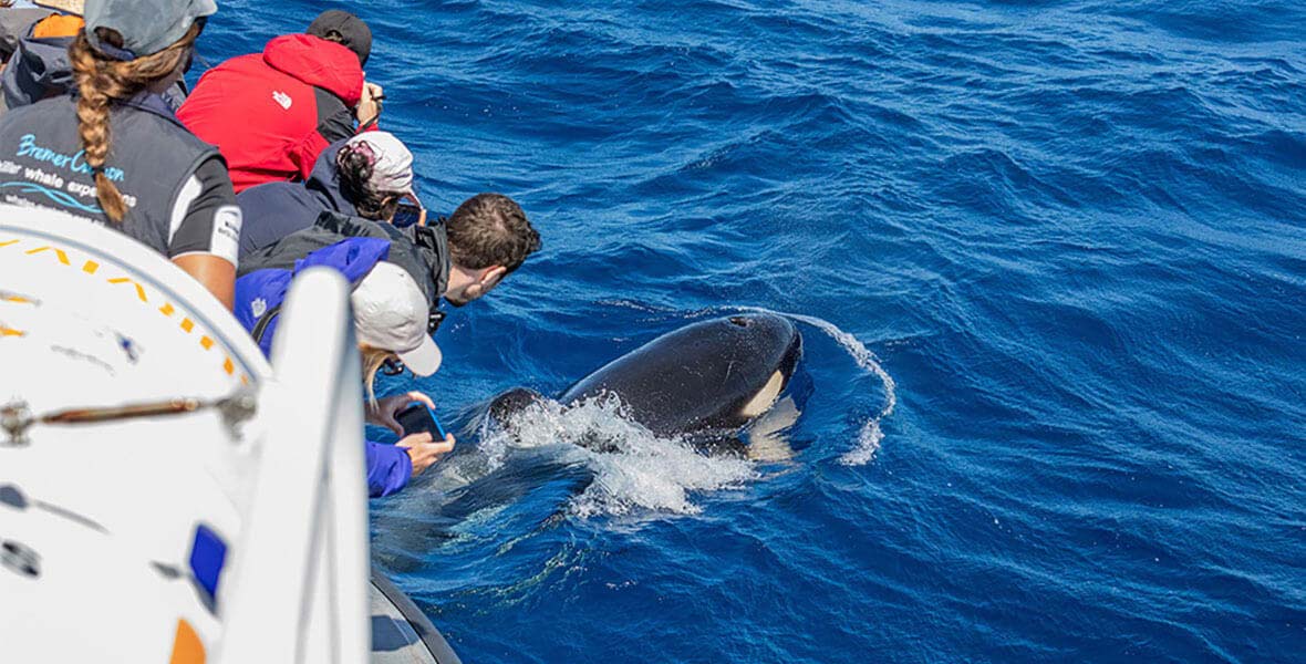 Whale Watching