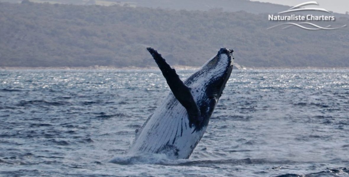 Augusta Whale Watching