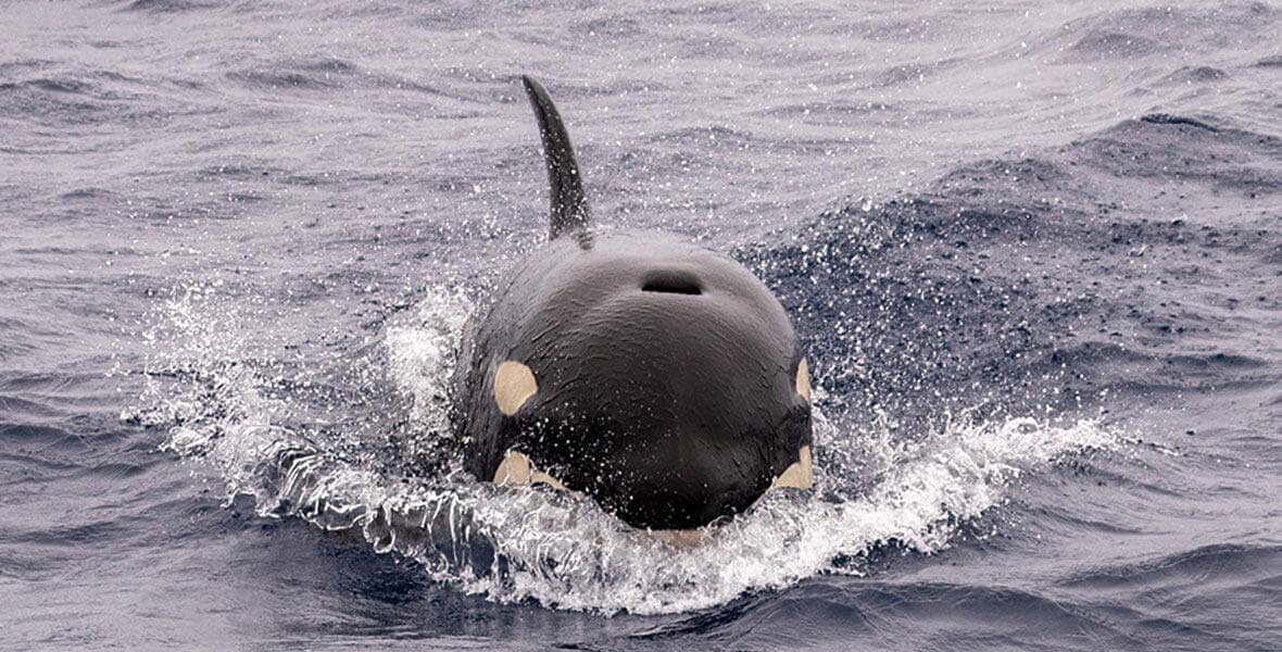 Whale Watching