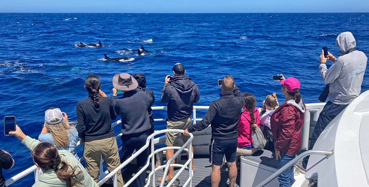 Whale Watching