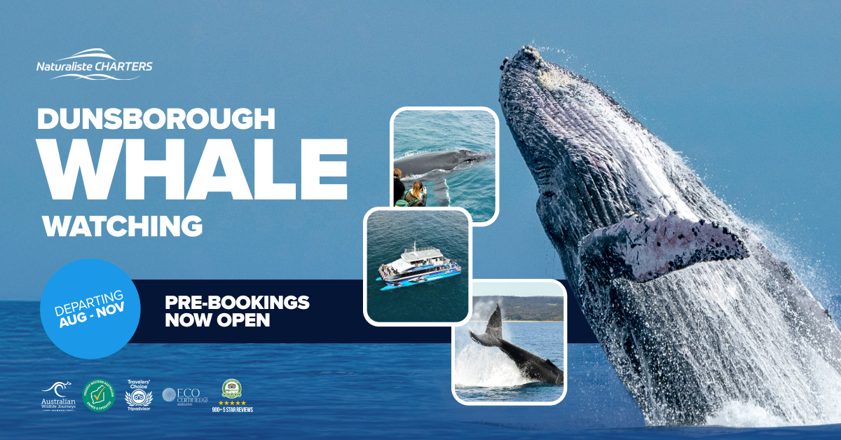 Whale Watching Dunsborough